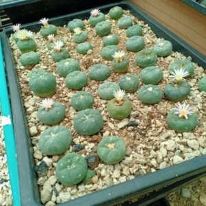 peyote buttons