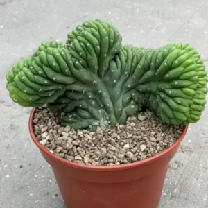crested san pedro cactus