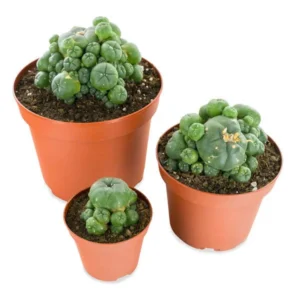 Peyote with pups