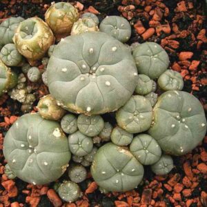 peyote seeds